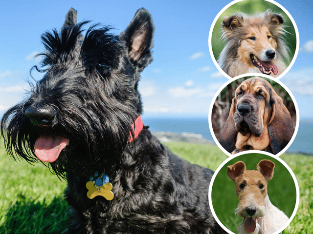 There are 46 British and Irish dog breeds at risk of disappearing, according to the Kennel Club (NationalWorld/Adobe Stock)