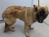 RSPCA: Man jailed for beating German shepherd dog with broom so hard its leg needed amputating