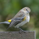 The last sighting of a myrtle warbler in the US is thought to have been in 2014 (Photo: Stevie Clarke/SWNS)