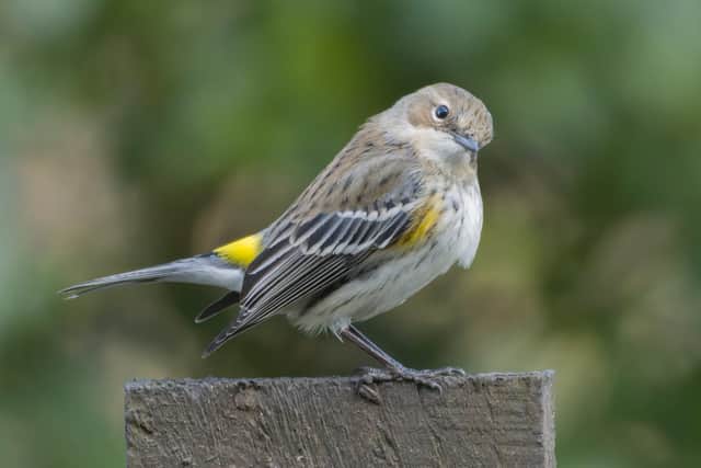 The last sighting of a myrtle warbler in the US is thought to have been in 2014 (Photo: Stevie Clarke/SWNS)