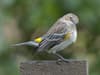 Myrtle warbler: Incredibly rare bird sighting attracts hundreds of 'birders' to Scottish garden