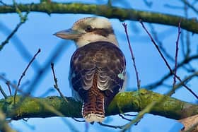 Allegra knew right away the bird wasn't a British native, thanks to its unusually-shaped beak (Photo: Allegra Loch/Supplied)
