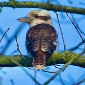 Allegra knew right away the bird wasn't a British native, thanks to its unusually-shaped beak (Photo: Allegra Loch/Supplied)
