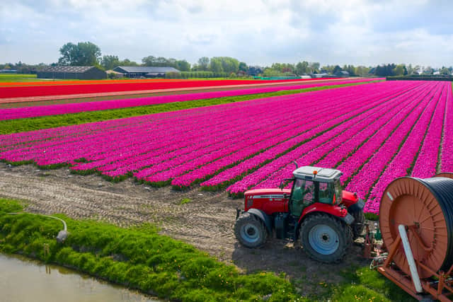 See kaleidoscopic tulips in the Netherlands on the eight-day Holland & Belgium in Bloom cruise. (Photo: Emerald Cruises)