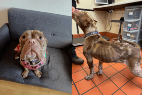 Moana was badly underweight when she was found wandering the streets (NationalWorld/RSPCA)