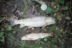 Southern Water has been fined £330,000 after leaking sewage into a stream for up to 20 hours killing 2,000 fish. (Photo: Environment Agency/PA Wire)