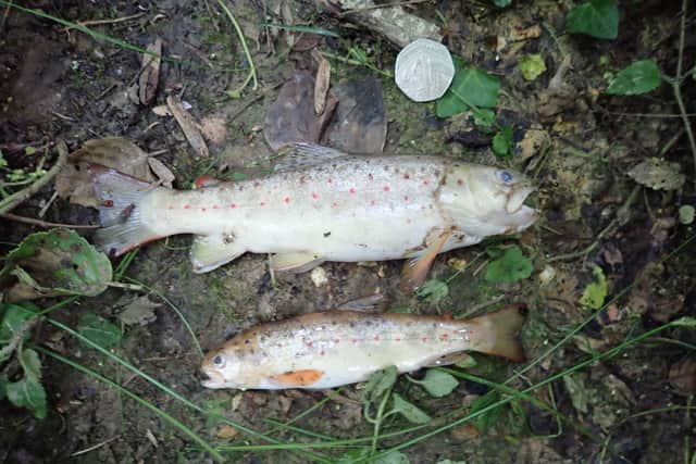 Southern Water has been fined £330k after leaking sewage into a stream for up to 20 hours killing 2,000 fish. (Photo: Environment Agency/PA Wire)