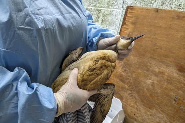 The birds need special rehabilitation before they're strong enough to be cleaned (Photo: RSPCA/Supplied)
