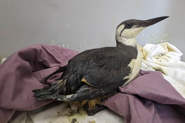 Guillemots, razorbills, and a gannet have all been caught up in the spill so far (Photo: RSPCA/Supplied)