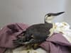 RSPCA: Oil-drenched seabirds caught up in mystery spill may be 'just the beginning' - as it drifts east