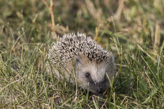 Hedgehog-friendly actions can include anything from social media shout-outs to handing out leaflets with season tickets (Photo: WWF/PA Wire)