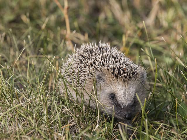 Hedgehog-friendly actions can include anything from social media shout-outs to handing out leaflets with season tickets(Photo: WWF/PA Wire)