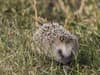Hobsons’ Hedgehog Cup: Football clubs from locals to Premier League giants to face off by helping hedgehogs