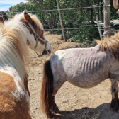 Many of the Shetland ponies, like Olaf (pictured) were emaciated when found by rescuers (Photo: Mare and Foal Sanctuary/Supplied)