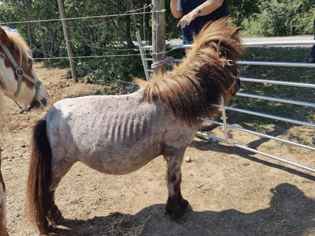Many of the Shetland ponies, like Olaf (pictured) were emaciated when found by rescuers (Photo: Mare and Foal Sanctuary/Supplied)