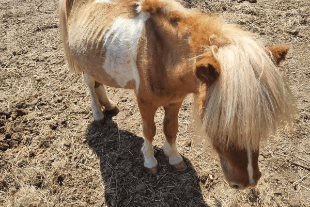 Sherbet still had paint on her from a children's party when she was found (Photo: Mare and Foal Sanctuary/Supplied)