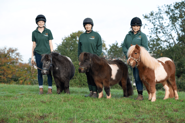 Shetlands Poppy, Lola and Sherbet are doing much better now after 14 months of rehabilitation (Photo: Mare and Foal Sanctuary/Supplied)