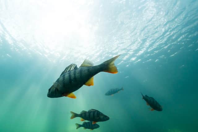 Perch are one of the my fish species which wait at the boat lock to be let through (Photo: Adobe Stock)