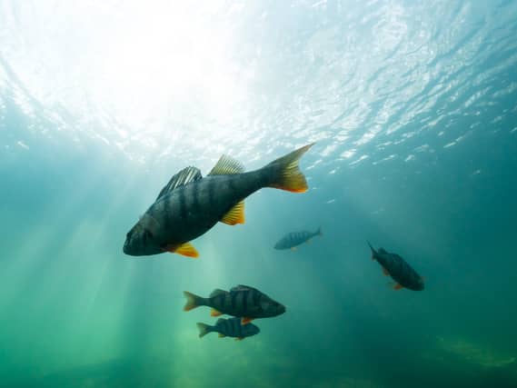 Perch are one of the my fish species which wait at the boat lock to be let through (Photo: Adobe Stock)
