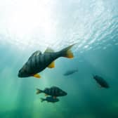 Perch are one of the my fish species which wait at the boat lock to be let through (Photo: Adobe Stock)