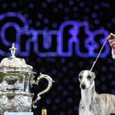 "Collooney Tartan Tease" (Tease), the Whippet, poses next to the trophy as winner of the Best in Show competition on the final day of the Crufts dog show at the National Exhibition Centre in Birmingham, central England, on March 11, 2018.
Crufts is one of the largest dog events in the the world, with thousands of dogs competing for the coveted title of 'Best in Show'. Founded in 1891 by the late Charles Cruft, today the four-day show attracts entrants from around the world. / AFP PHOTO / OLI SCARFF    