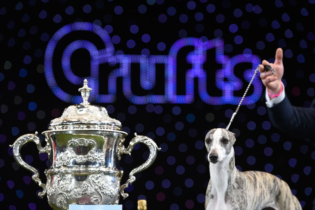 Cruffys Crufts 2024 | What breed has been the most successful at Crufts?