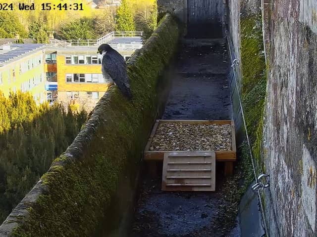 Nest cam star Winnie's spot may be taken by a younger female peregrine (Photo: Amber Allott/Winchester Cathedral Peregrine Nest Camera)