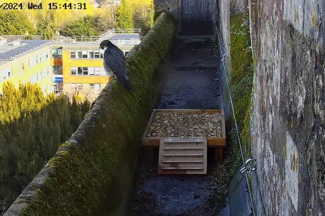 Nest cam star Winnie's spot may be taken by a younger female peregrine (Photo: Amber Allott/Winchester Cathedral Peregrine Nest Camera)