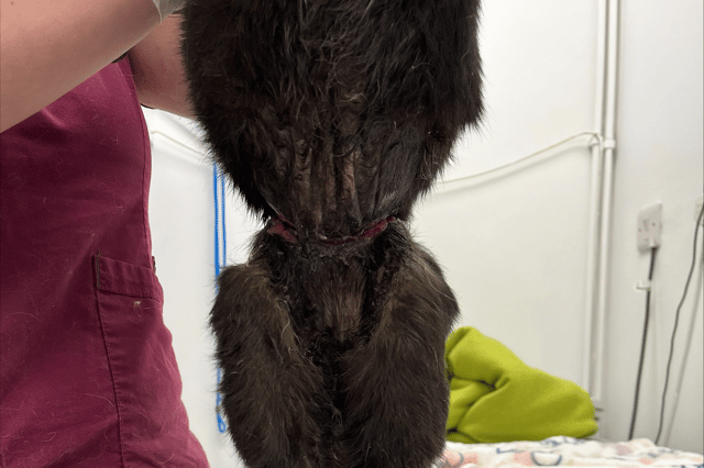 The snare had tightened around the cat's abdomen (Photo: RSPCA/Supplied)