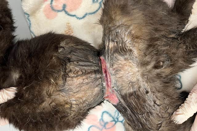The RSPCA is opposed to the use of snare traps, which can cause horrific injuries (Photo: RSPCA/Supplied)