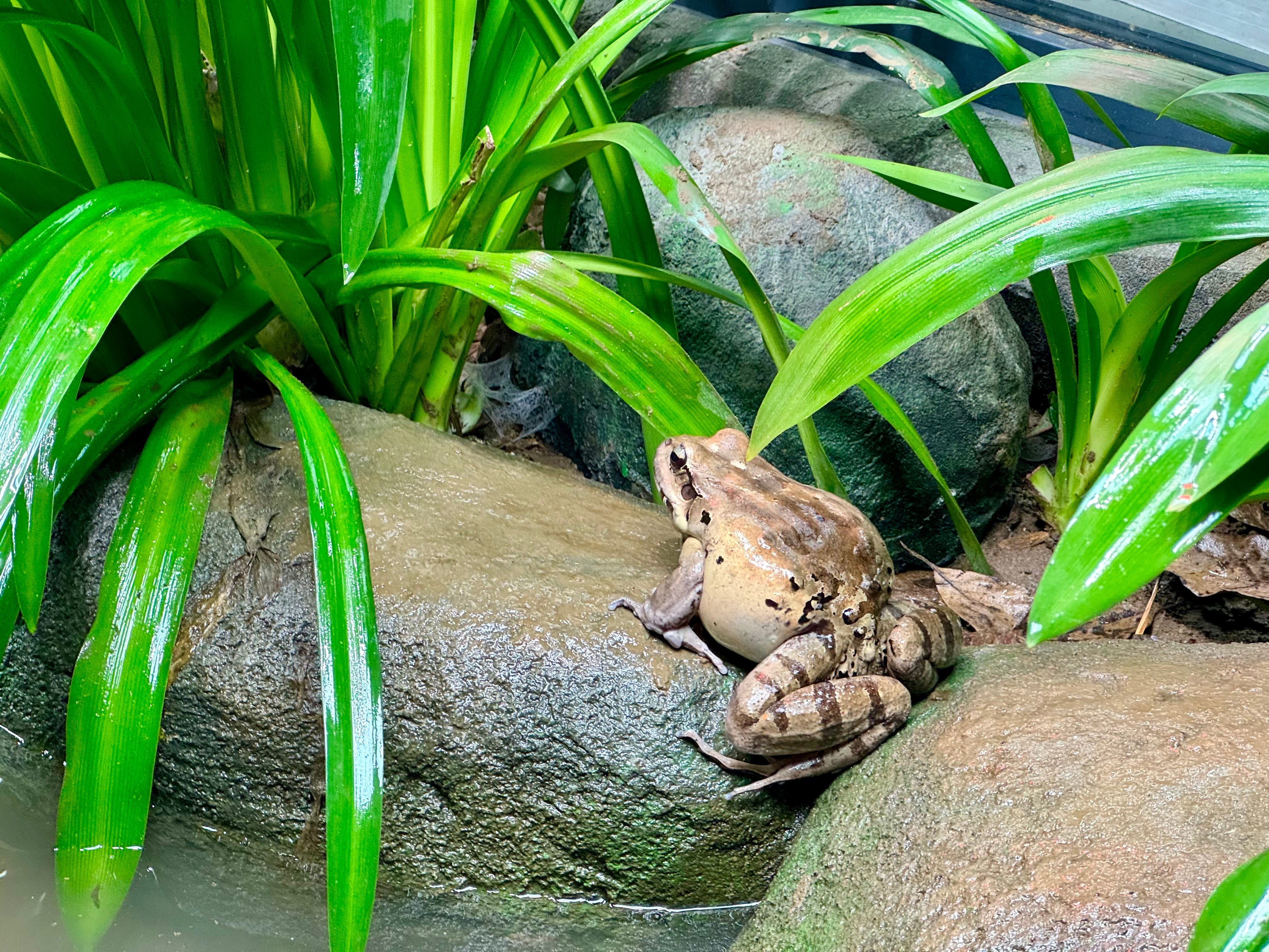 'World’s most threatened frogs' welcome clutch of baby froglets