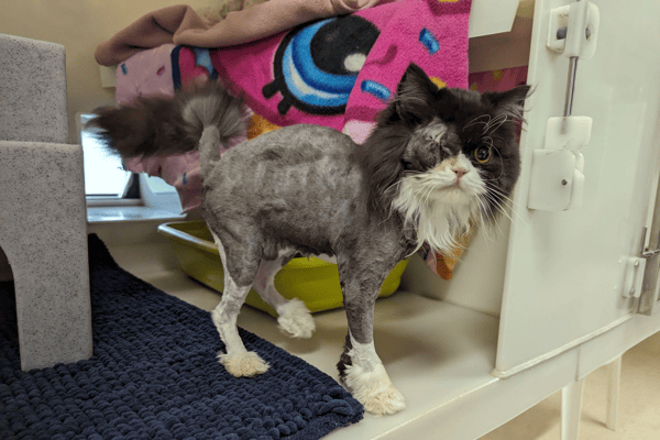 Freya needed her coat shaved and her eye removed (Photo: RSPCA/Supplied)