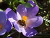 Bumblebee Conservation Trust: How to attract bumblebees to your garden - and help save species in strife