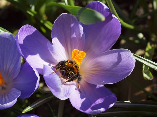 The buff-tailed bumblebee is a frequent garden visitor (Photo: Les Moore/Bumblebee Conservation Trust)