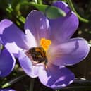 The buff-tailed bumblebee is a frequent garden visitor (Photo: Les Moore/Bumblebee Conservation Trust)