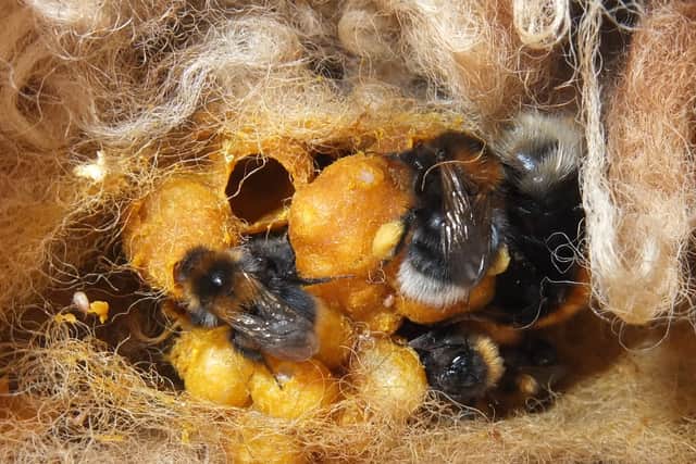 Bumblebee nests tend to be much smaller than honey bee hives (Photo: Clare Flynn/Bumblebee Conservation Trust/PA Wire)
