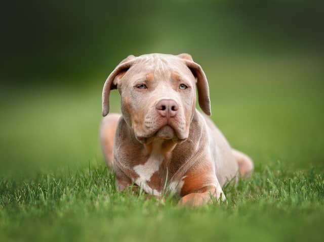 Vets have faced ‘abuse and threats’ from XL bully owners over dog breed ban, according to an industry chief. Stock image by Adobe Photos.