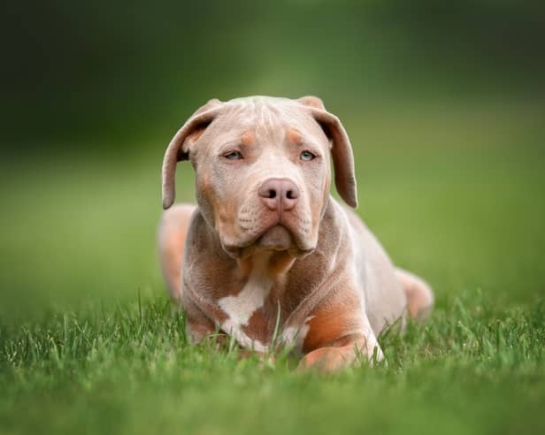 Vets have faced ‘abuse and threats’ from XL bully owners over dog breed ban, according to an industry chief. Stock image by Adobe Photos.