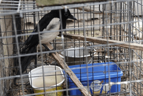 The surviving magpies were freed (Photo: Scottish SPCA)