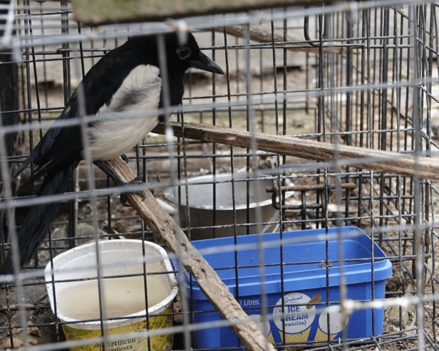 The surviving magpies were freed (Photo: Scottish SPCA)