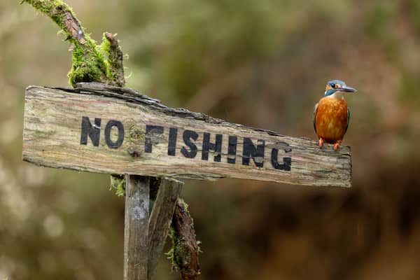 A cheeky kingfisher perches on top of a 'No Fishing' sign as it scours a river for its next catch (Photo: Tony Nellis / SWNS)