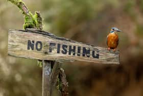 A cheeky kingfisher perches on top of a 'No Fishing' sign as it scours a river for its next catch (Photo: Tony Nellis / SWNS)
