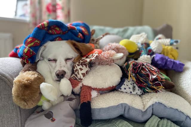 I Spy With My Little Eye by Alfie Woodfine, aged six, from Berkshire, with dog Petal snoozing in a pile of her favourite soft toys (Photo: Alfie Woodfine/RSPCA)