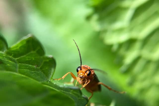 Vote for your favourite animal snap in young people's photo contest