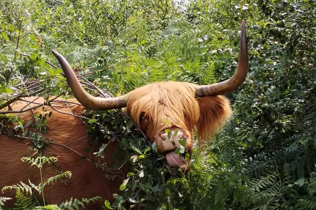Highland Cow by Emilia Narkevic, aged 13, from Kent, featuring a cow enjoying a leafy snack (Photo: Emilia Narkevic/RSPCA)