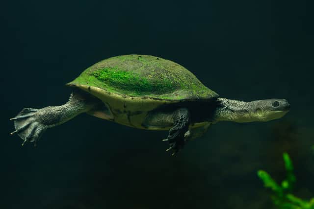 A Roti-island snake necked turtle swims by (Photo: Jamie Price /ZSL)