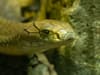 London Zoo: Sneak peek at fabulous frogs and stunning snakes as new reptile exhibit prepares for grand opening