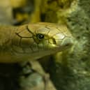 A king cobra's intense gaze (Photo: Jamie Price/ZSL)