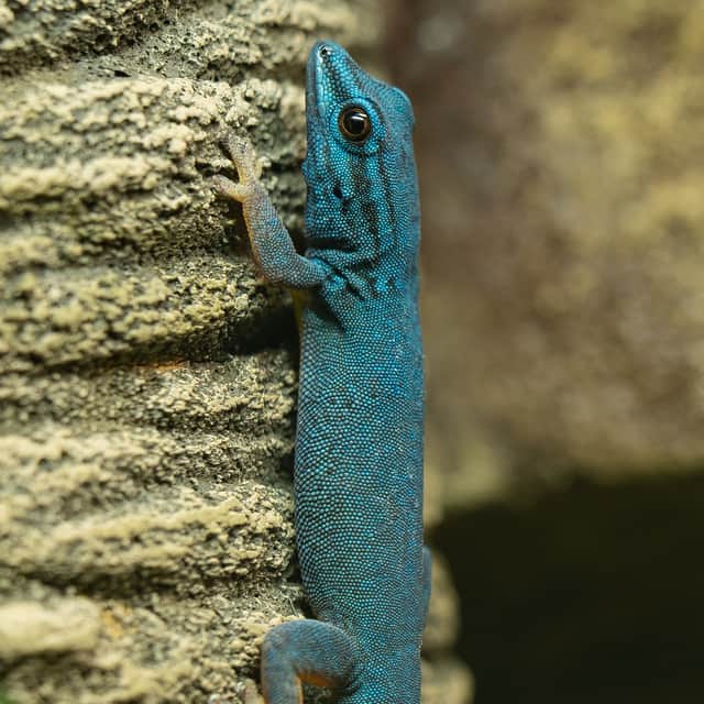 A turquoise dwarf gecko strikes a pose (Photo: Jamie Price/ZSL)