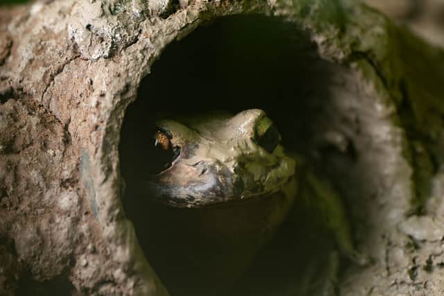 A mountain chicken frog peeks out from its burrow (Photo: Jamie Price/ZSL)